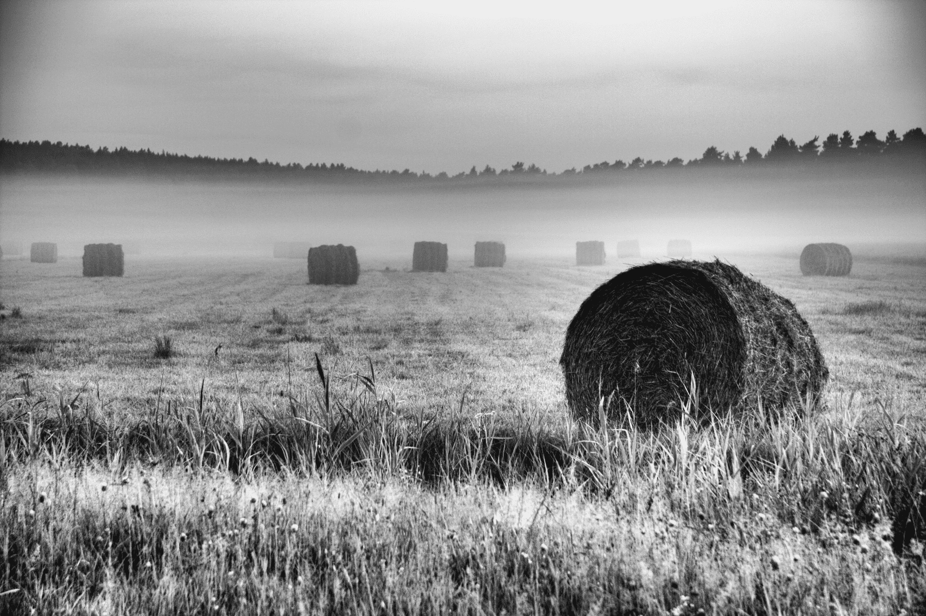 Field